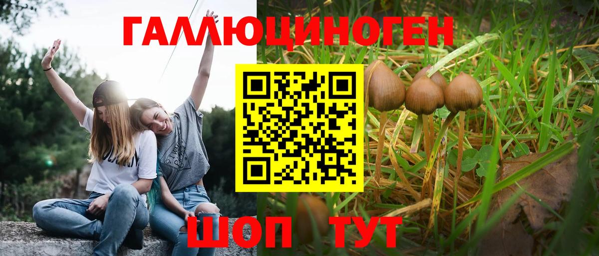 Галлюциногенные грибы Psilocybe Малоярославец